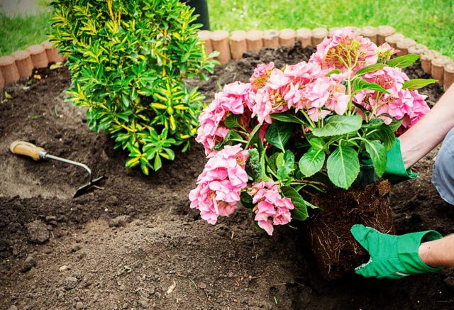 Large-leaved hydrangea Masya: description, planting and care, reviews