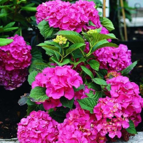 Large-leaved hydrangea Masya: description, planting and care, reviews