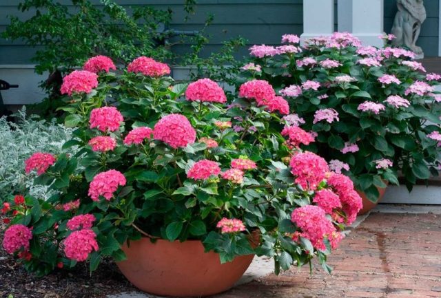 Large-leaved hydrangea Masya: description, planting and care, reviews