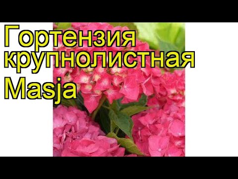 Large-leaved hydrangea Masya: description, planting and care, reviews