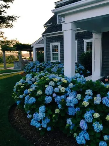 Large-leaved hydrangea Mini Penny: description, planting and care, reviews