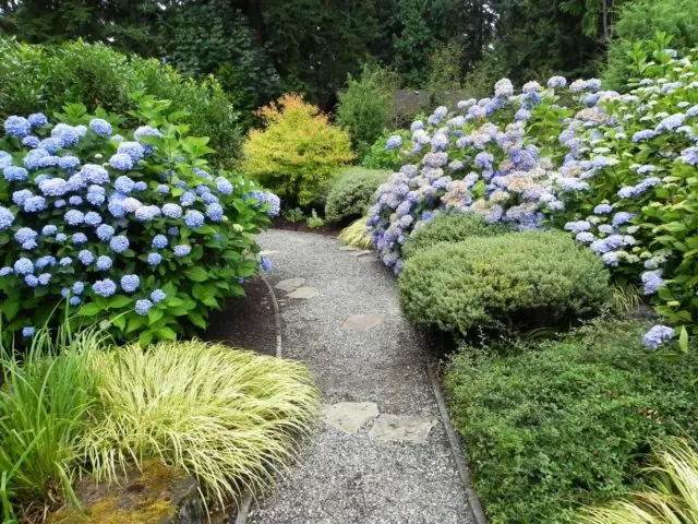 Large-leaved hydrangea Mini Penny: description, planting and care, reviews