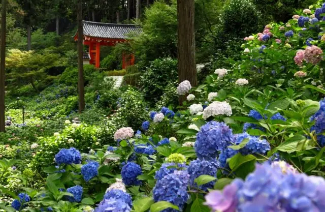 Large-leaved hydrangea Mini Penny: description, planting and care, reviews