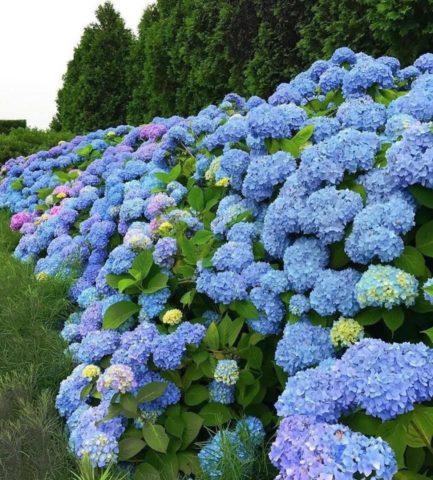 Large-leaved hydrangea Mini Penny: description, planting and care, reviews