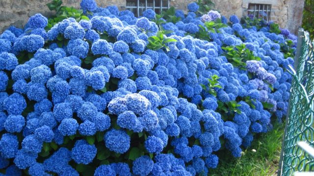 Large-leaved hydrangea Mini Penny: description, planting and care, reviews