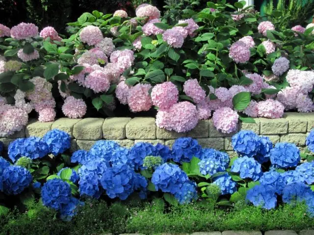 Large-leaved hydrangea Mini Penny: description, planting and care, reviews