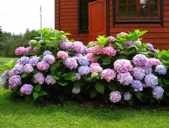 Large-leaved hydrangea: pruning for the winter, spring and autumn