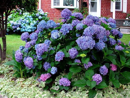 Large-leaved hydrangea: pruning for the winter, spring and autumn