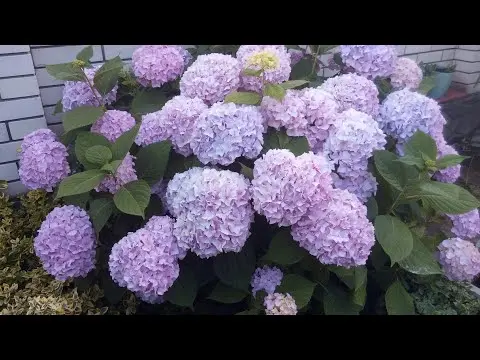 Large-leaved hydrangea: pruning for the winter, spring and autumn