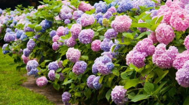 Large-leaved hydrangea Yu and Mi Love: planting and care, reviews