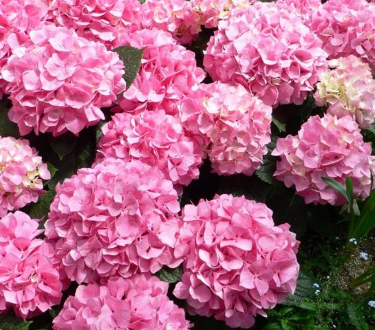 Large-leaved hydrangea Yu and Mi Love: planting and care, reviews