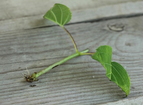 Large-leaved hydrangea Yu and Mi Love: planting and care, reviews