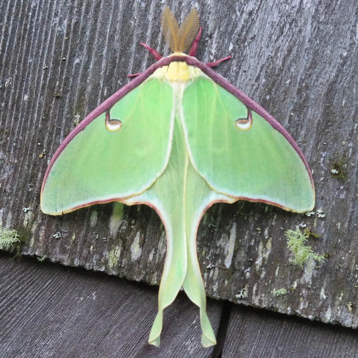 Large moth