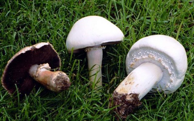 Large-spored champignon: edibility, description and photo