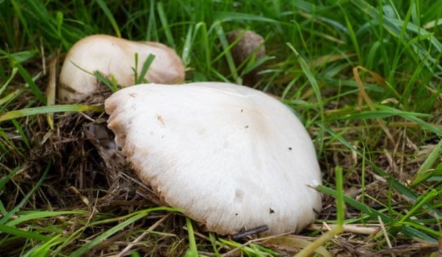 Large-spored champignon: edibility, description and photo