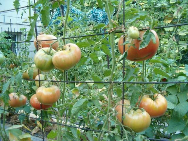 Large tomatoes: the best varieties with descriptions and photos