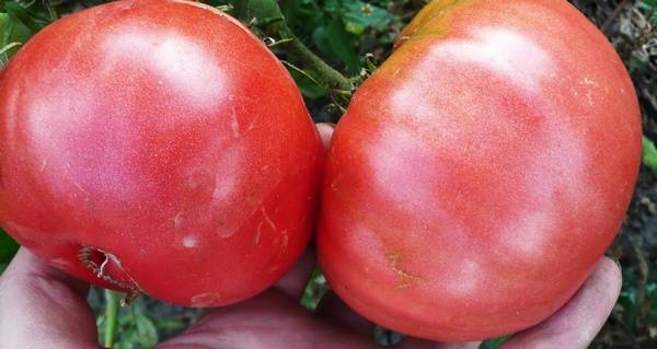 Large tomatoes: the best varieties with descriptions and photos