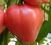 Large tomatoes: the best varieties with descriptions and photos