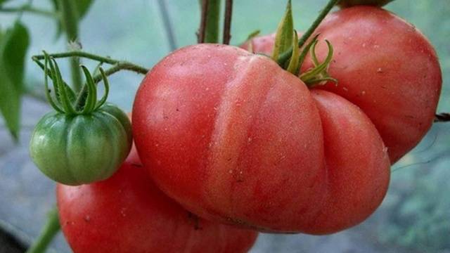 Large tomatoes: the best varieties with descriptions and photos