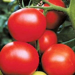 Large tomatoes: the best varieties with descriptions and photos