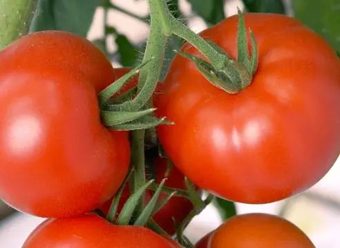 Large tomatoes: the best varieties with descriptions and photos