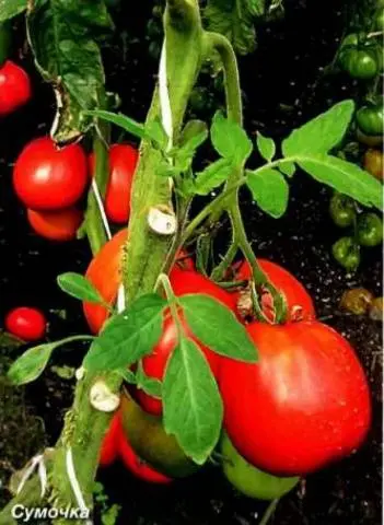 Large tomatoes: the best varieties with descriptions and photos