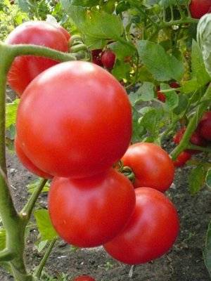 Large tomatoes: the best varieties with descriptions and photos