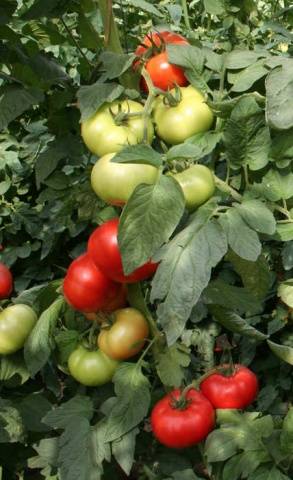 Large tomatoes: the best varieties with descriptions and photos