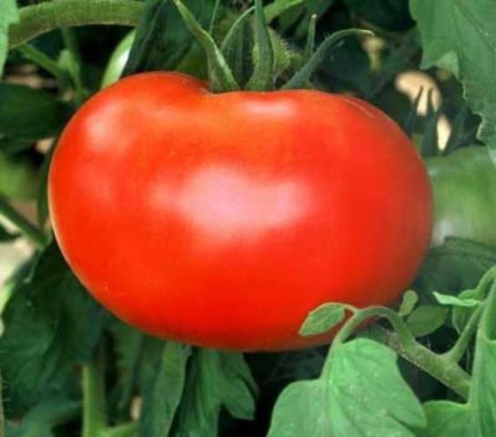 Large tomatoes: the best varieties with descriptions and photos