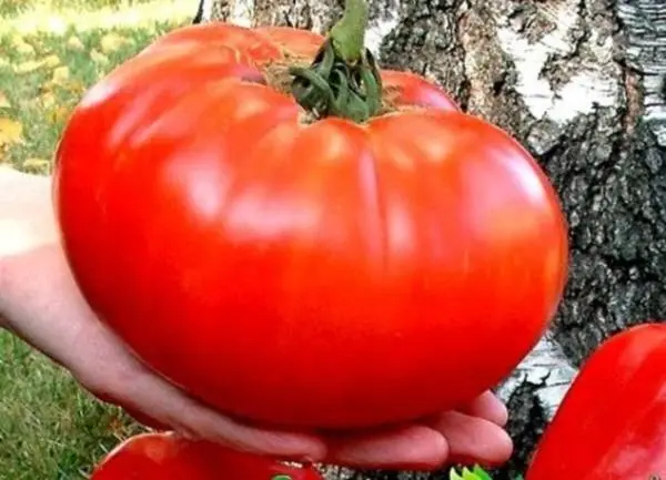 Large tomatoes: the best varieties with descriptions and photos