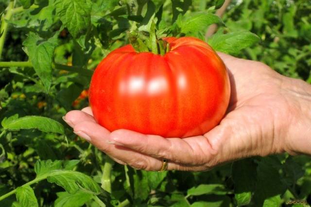 Large tomatoes: the best varieties with descriptions and photos