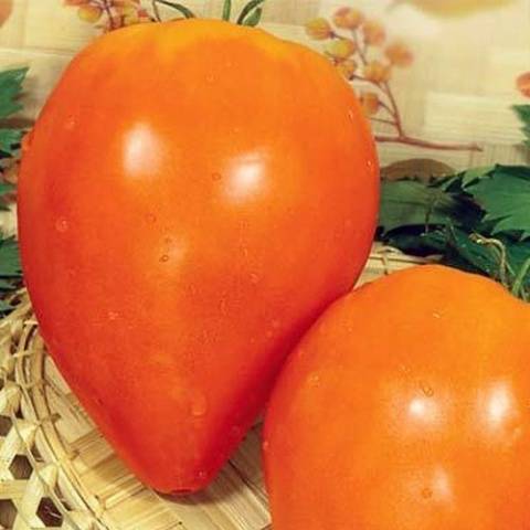 Large tomatoes: the best varieties with descriptions and photos