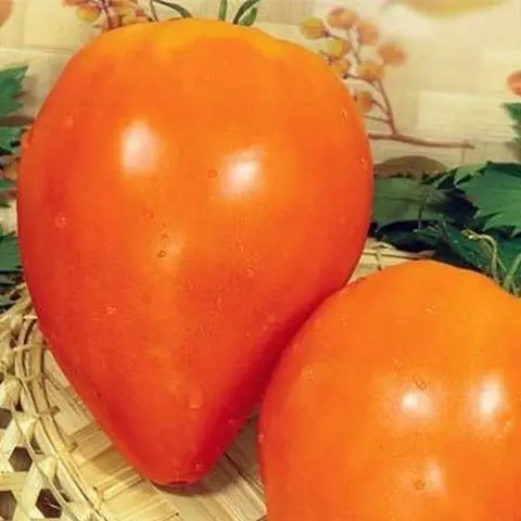 Large tomatoes: the best varieties with descriptions and photos