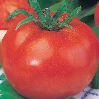 Large tomatoes: the best varieties with descriptions and photos