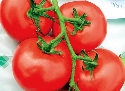 Large tomatoes: the best varieties with descriptions and photos