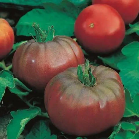 Large tomatoes: the best varieties with descriptions and photos