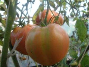 Large tomatoes: the best varieties with descriptions and photos