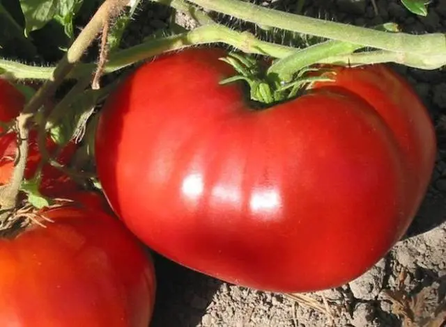 Large tomatoes: the best varieties with descriptions and photos