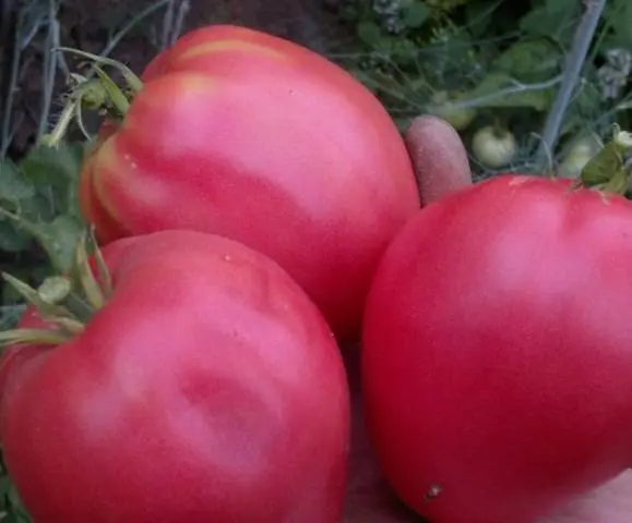 Large tomatoes: the best varieties with descriptions and photos