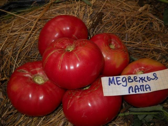 Large tomatoes: the best varieties with descriptions and photos