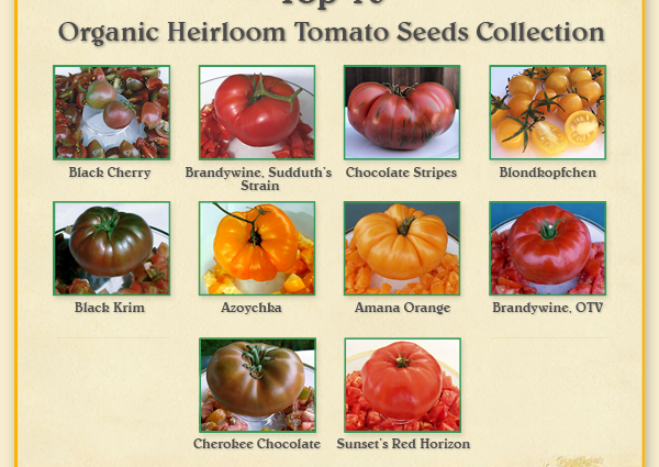 Large tomatoes: the best varieties with descriptions and photos