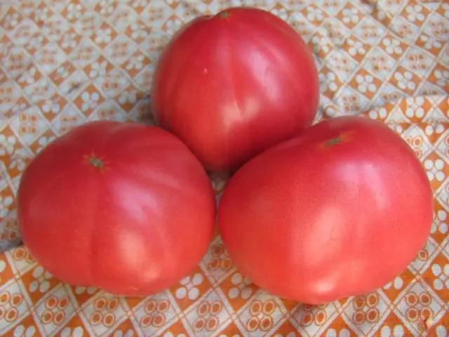 Large tomatoes: the best varieties with descriptions and photos