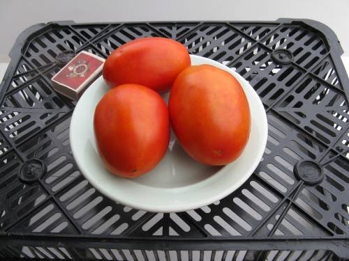 Large tomatoes: the best varieties with descriptions and photos