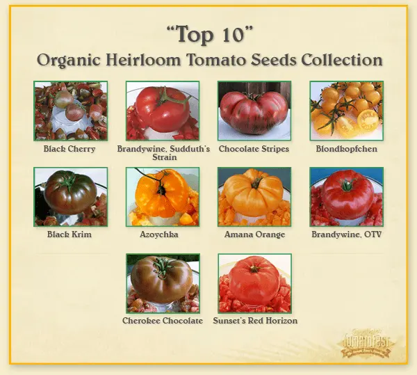 Large tomatoes: the best varieties with descriptions and photos