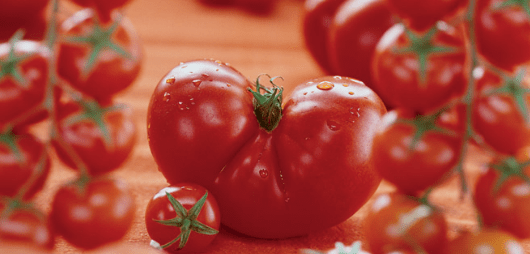 Large undersized varieties of tomatoes