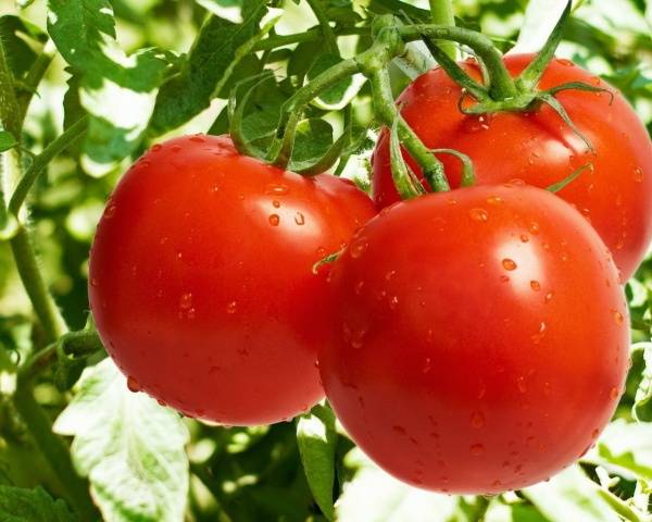 Large undersized varieties of tomatoes