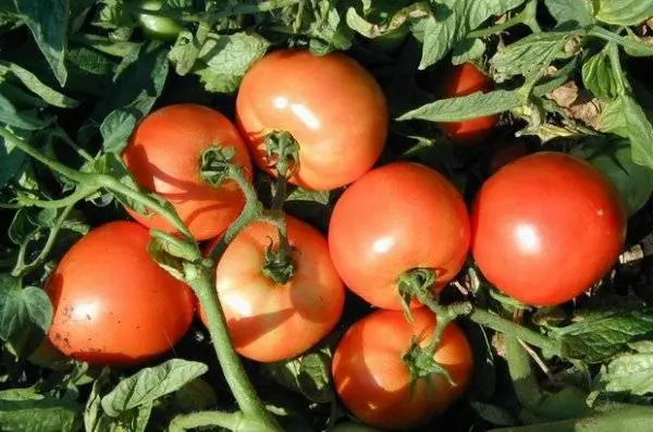 Large undersized varieties of tomatoes