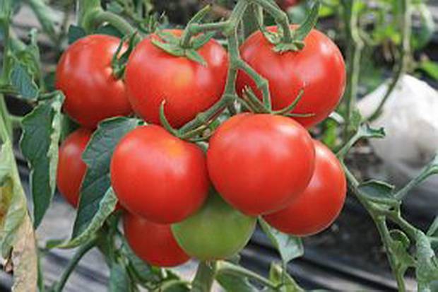 Large undersized varieties of tomatoes