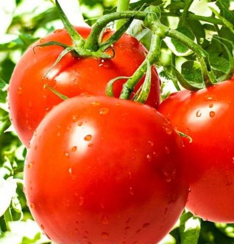 Large undersized varieties of tomatoes