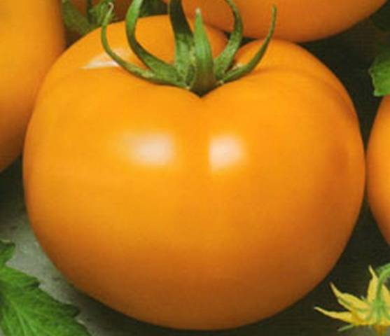 Large undersized varieties of tomatoes